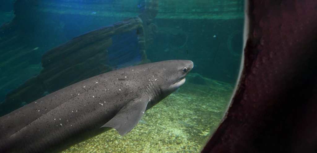 Entrada Mundo Marino